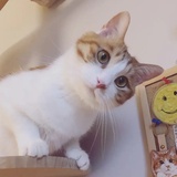 小棠