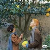 吹风风吹