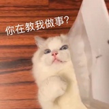 泅。
