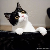 苗