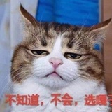 郑大龙的小猫咪
