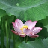 浅碧轻红