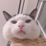 -Tobyy