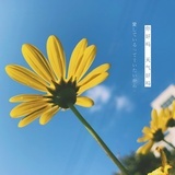 透明胶H