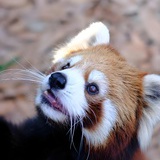凡尘