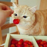 叫lemon的葱宝