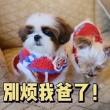 多多的小狗