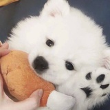 赖赛大王