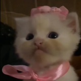 我和小猫在流泪