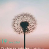 旺财家的阿露露