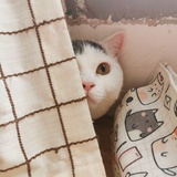 梦里梦