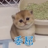 爱看剧的猫