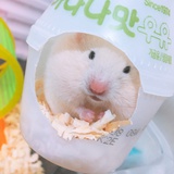 预备小姐姐