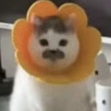 .小狗小猫来！