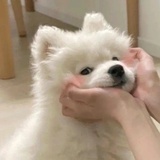三杯两盏多肉