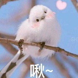 士多啤梨