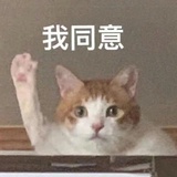动物园小野猫