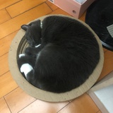 boxim