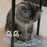想要拥有小猫咪