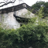 野生菌
