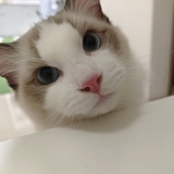 白螭