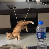 大王Rrrrr