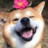 阿王祖贤