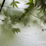 肥肥宝