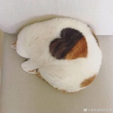 豌豆仔