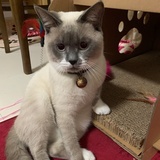 龍眼