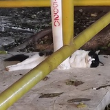 成为一只奶牛猫
