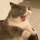 我有猫啦