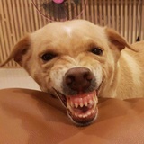 傻愣