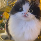 哭泣猫猫头