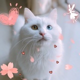 有猫