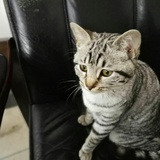 非w本人