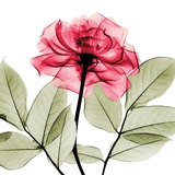 花满楼