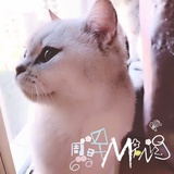 cookie猫