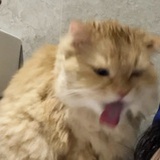 LY