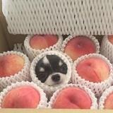 菠萝包