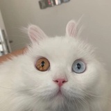茶茶
