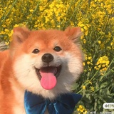 哈哈