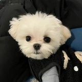 妙筆生花生米