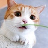 孔莉倾