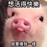买小猪啦