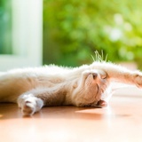 晒太阳的猫