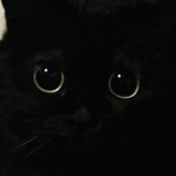 电子猫_