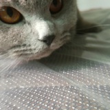 思齐5366