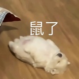 呱呱的瓜