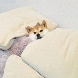 裙子飘飘